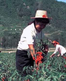 陈朋蕙网上祭奠馆