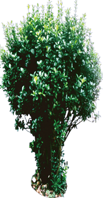 祭奠图片冬青树