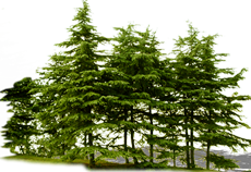 祭奠图片装饰八