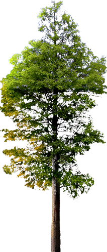 祭奠图片沼生栎