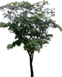 祭奠图片东京油楠